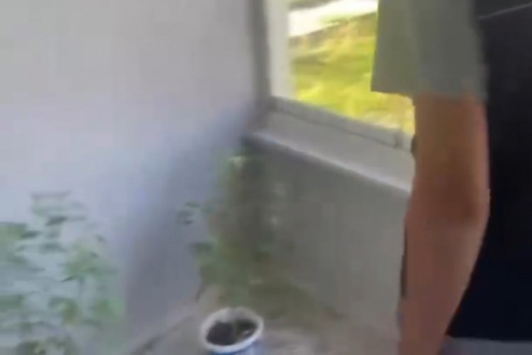 Evinin balkonunda Hint keneviri yetiştiren şahıs tutuklandı