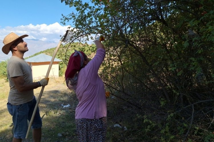 Erzincan'da kuşburnu hasadı başladı!