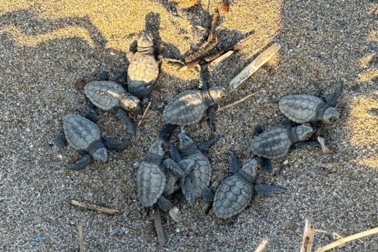 Alanya'da yavru caretta carettalar denizle buluştu!