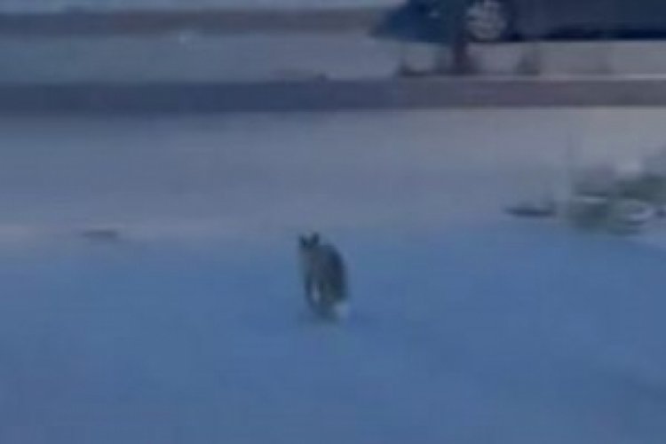 Elazığ'da yiyecek arayan tilki şehir merkezinde kameraya yansıdı!