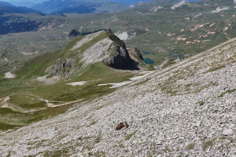 Artvin'de yaylada boz ayı ve yavruları turistlerin kamerasına yansıdı!