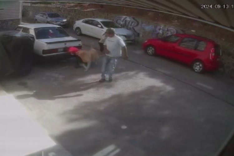 Sokak k&ouml;peği kendisini seven &ccedil;ocuğa saldırdı