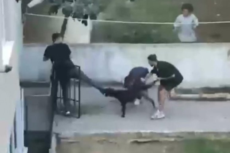 İstanbul Maltepe'de pitbull dehşeti kamerada