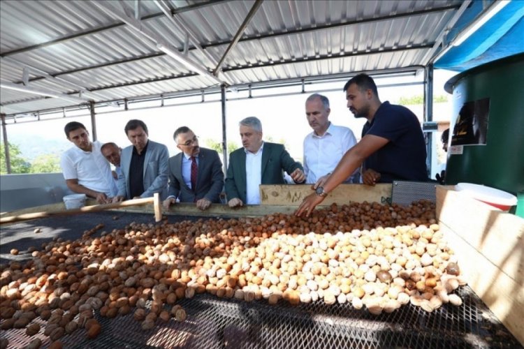 Bursa İneg&ouml;l'de hedef 42 bin ton ceviz