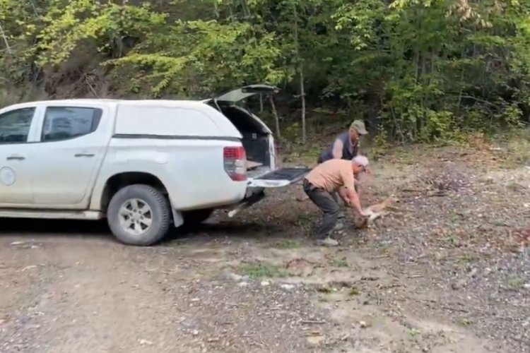 Kastamonu'da sağlığına kavuşan karaca, doğaya bırakıldı!