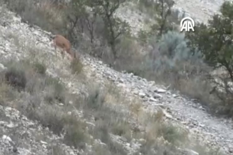 Dağ keçileri Erzurum'da görüntülendi