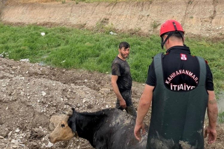 Kahramanmaraş'ta bataklığa d&uuml;şen inek kurtarıldı!