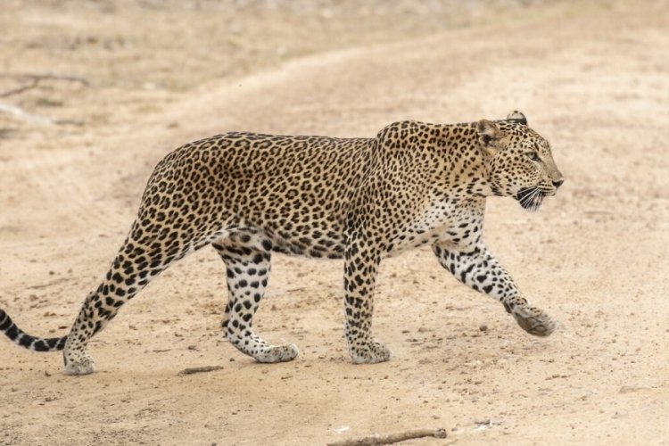 Leopar küçük çocuğu parçaladı!