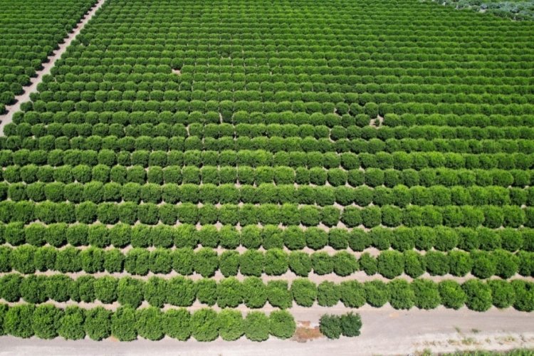 Adana'da limonun fiyatını düşürmek için hasat sürüyor