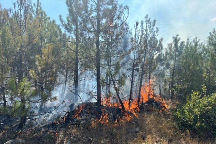 Bursa'da ormanlık alanda yangın