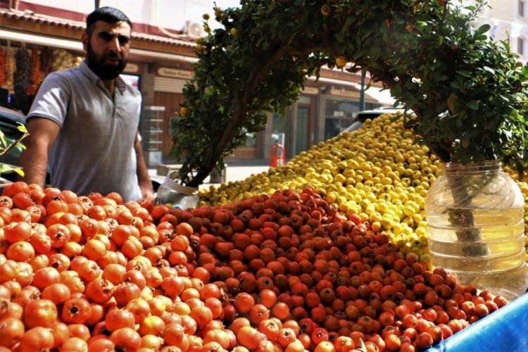 Sonbaharın aromatik meyvesi 'alı&ccedil;' tezgahtaki yerini aldı