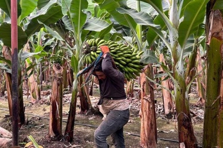 Deprem bölgesinde 120 dönüm serada yapıyorlar: Yetiştiren herkese de teşekkür ediyorum 