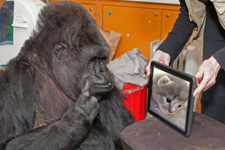 Dünyanın en zeki maymunu Koko öldü mü? Koko neden öldü? Koko kaç dil biliyor? Koko nasıl popüler oldu? 