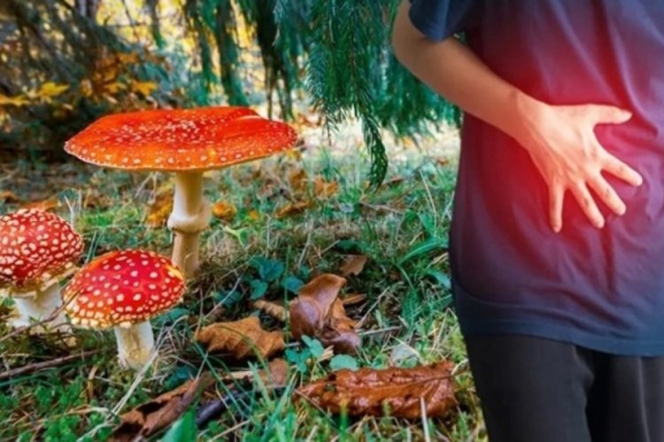 Kastamonu'da mantardan zehirlenen 5 kişi apar topar hastaneye kaldırıldı