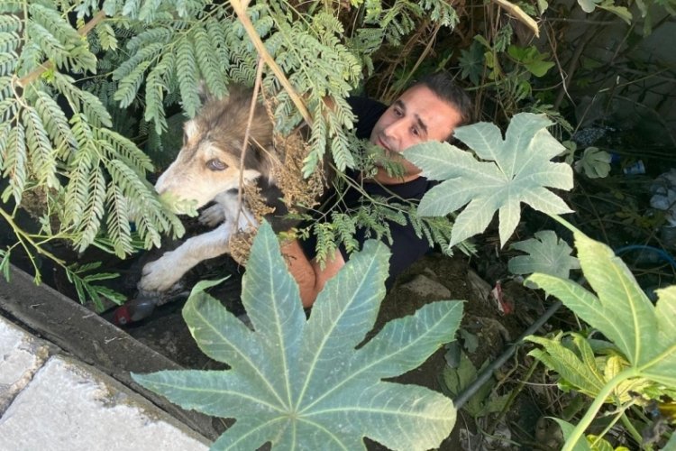 Hatay'da k&ouml;pek dere yatağına d&uuml;şt&uuml;: İtfaiye ekipleri kurtardı!