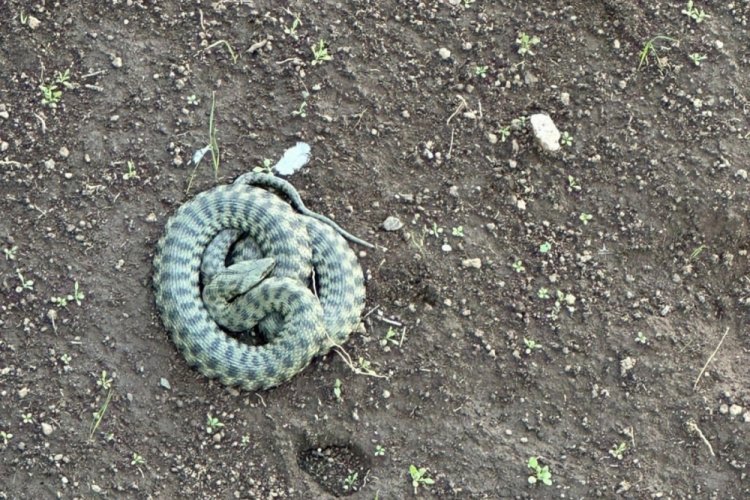 Zehirli Vipera engerek yılanı g&ouml;r&uuml;ld&uuml;: İlk başta korktum ama...