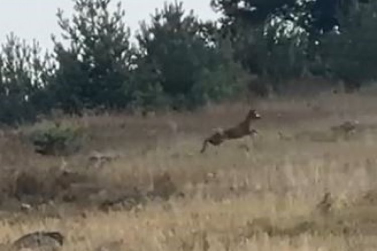 Ardahan'da şaşırtan g&ouml;r&uuml;nt&uuml;:Ormanlık alanda dağ ke&ccedil;isi kameraya yansıdı!