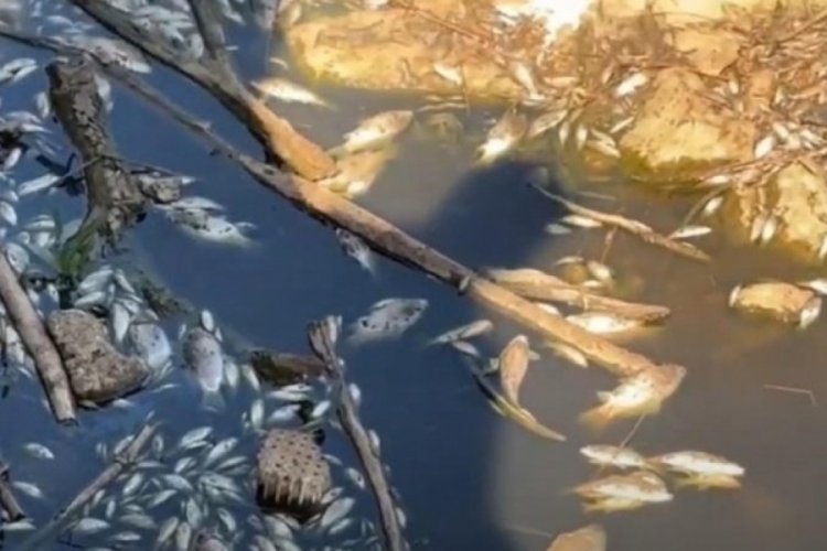 Gediz Nehri'nde korkutan balık &ouml;l&uuml;mleri
