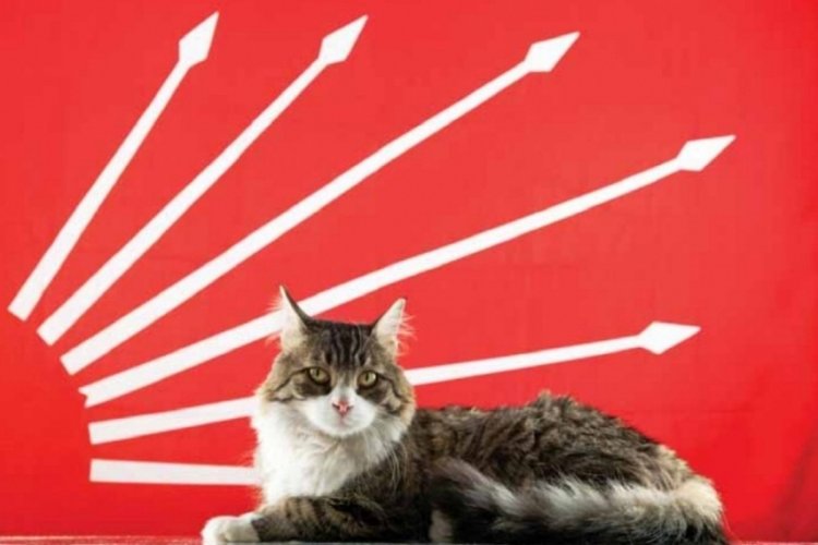 CHP'nin kedisi Şero hayatını kaybetti
