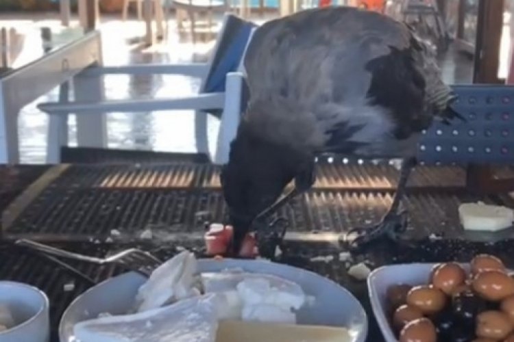 Antalya'da a&ccedil; kalan karga restorana gelip kahvaltıya eşlik etti!