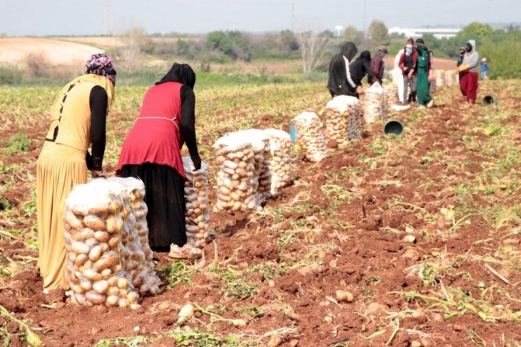 Erzincan'da patates hasadı için kollar sıvandı 