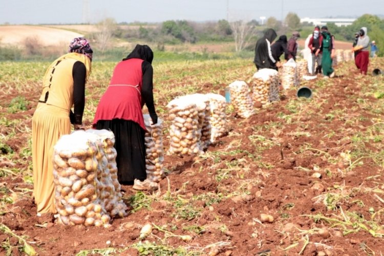 Erzincan'da üreticinin yüzü gülüyor:Patates sezon hasadı başladı!