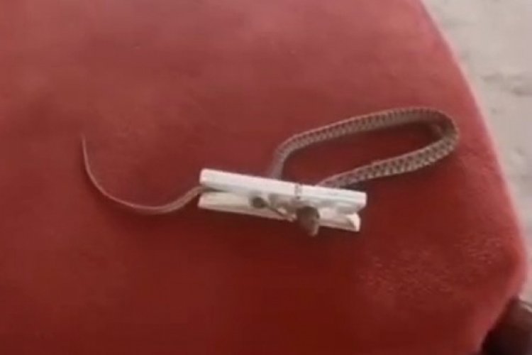 El&acirc;zığ'da s&uuml;rpriz misafir :Eve giren yılan &ccedil;amaşır mandalına yakalandı!