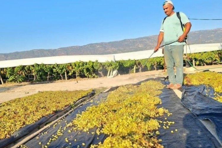 Manisa'da kuru üzüm mesaisi için hava şartlarını takip ediyor