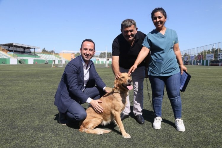 176 sokak k&ouml;peği yeni işlerine başladı! Fabrikaları koruyorlar
