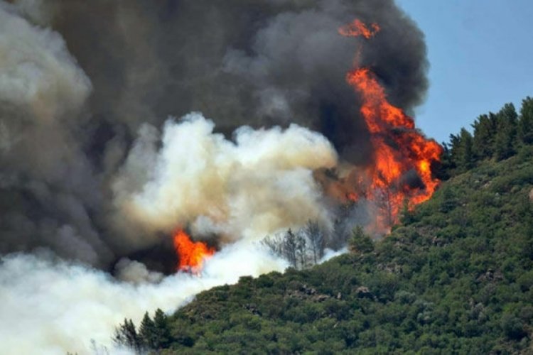 Orman yangını can aldı