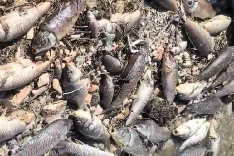 Y&uuml;zlerce &ouml;l&uuml; balık kıyıya vurdu!