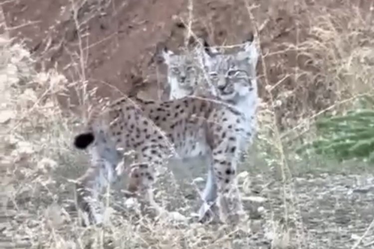 Elazığ'da palu il&ccedil;esinde, 2 yavru vaşak kameralara yansıdı!