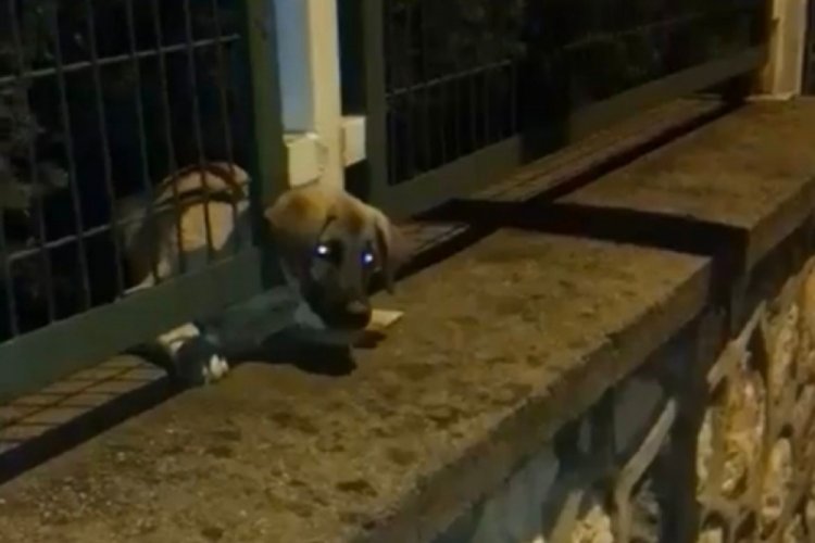 Bursa'da demir korkuluklara sıkışan yavru k&ouml;peği itfaiye ekipleri kurtardı