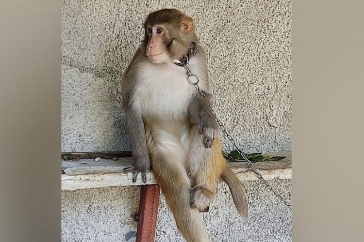 Kendisini sevmek isteyen &ccedil;ocuğu ısıran maymunun sahibine ceza