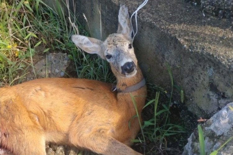 Giresun'da dereye düşen yaralı ceylan koruma altına alındı!