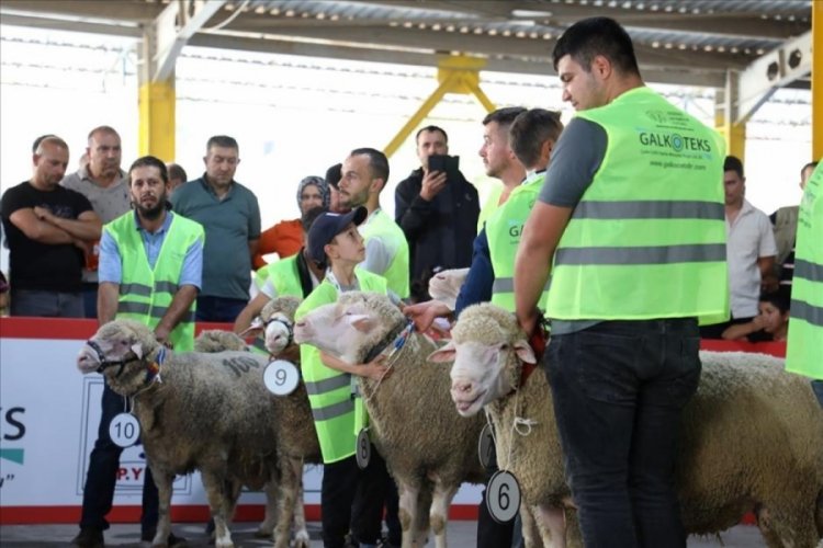 İneg&ouml;l'de 4. K&uuml;&ccedil;&uuml;kbaş Hayvancılık Festivali renkli g&ouml;r&uuml;nt&uuml;lere sahne oldu
