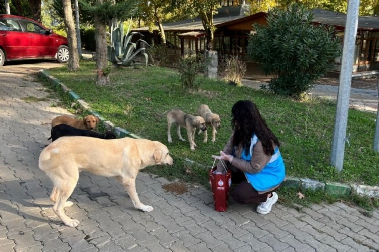 Bursa'da mavi yelekliler sokak hayvanları i&ccedil;in sahada
