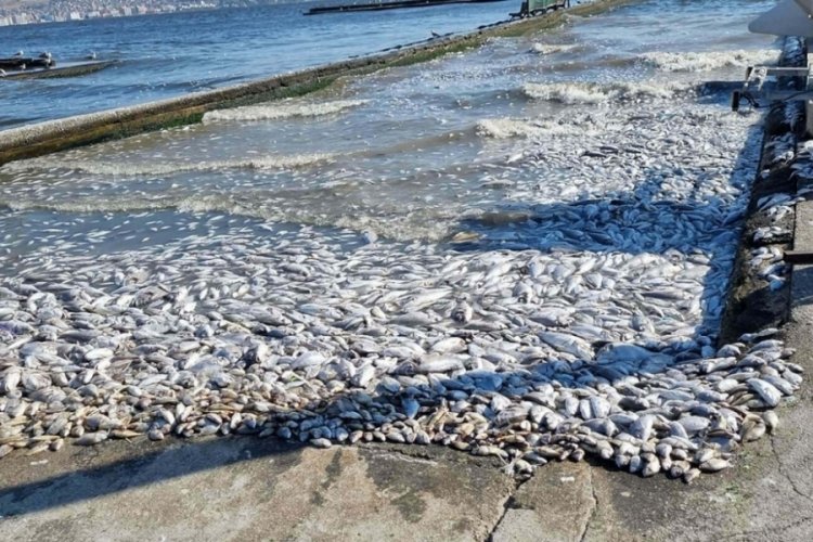 İzmir K&ouml;rfezi'nin raporu &ccedil;ıktı: Ortamda atık su girdisinin olduğu anlaşıldı