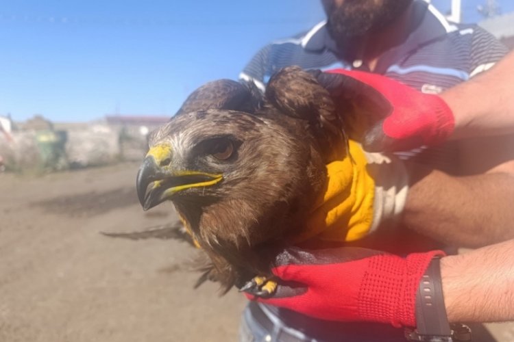 Ardahan'da yaralı kara çaylak kuşu tedaviye altına alındı!