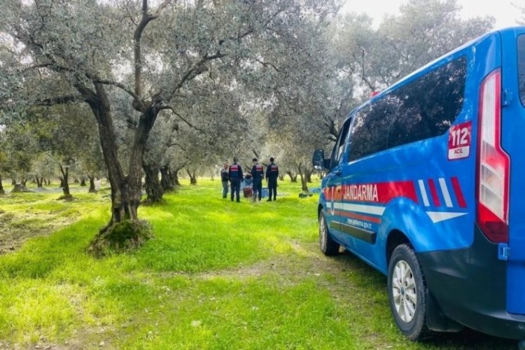 Bursa'da jandarma zeytin hırsızlığı olaylarına karşı teyakkuzda