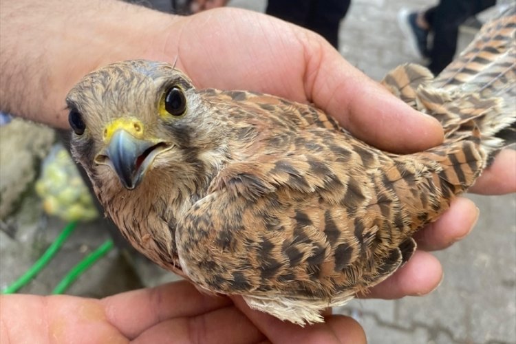 Şırnak'ta yaralı bulunan kerkenez kuşu doğaya salındı 