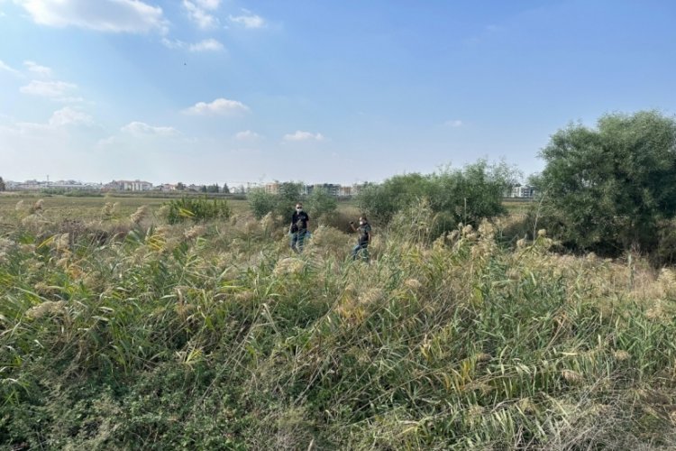 Adana'da sazlıkta par&ccedil;alanmış erkek cesedi bulundu