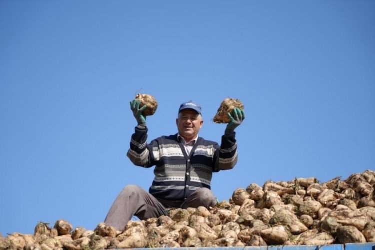 Erzincan'da pancar hasadı başladı