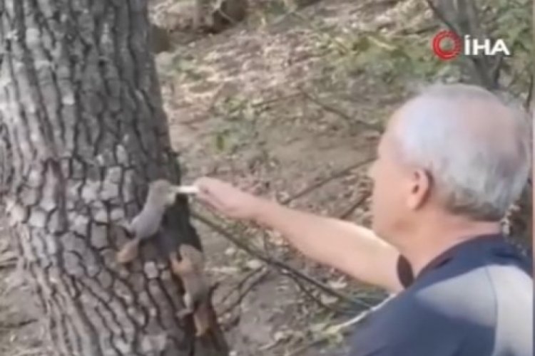 Ağacın kesilmesiyle yuvasını kaybeden yavru sincapları şırınga ile beslediler