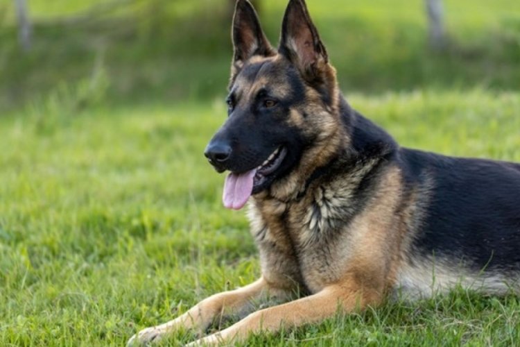 K&ouml;pek vergisi rekor kırdı 1.6 artışla 421 milyon oldu