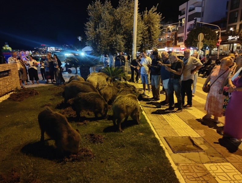 Aydın'da domuz sürüsü şehre indi:Sokak sokak yiyecek aradı