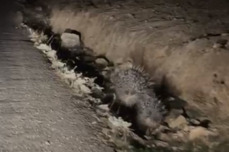 Nesli tükenmekte olan 2 oklu kirpi görüntülendi