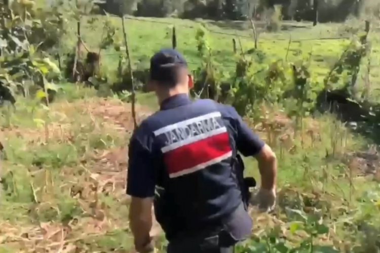 Artvin'de 8 kilogram esrar ele ge&ccedil;irildi