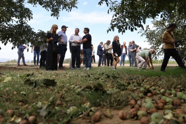 Ceviz hasadından 60 bin ton rekolte bekleniyor