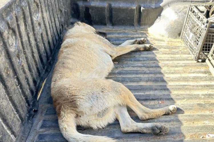 Bitkin d&uuml;şen k&ouml;pek tedavi altına aldı